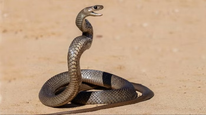 Not a single snake is found in this country, the reason behind it is very interesting, you will be surprised to know