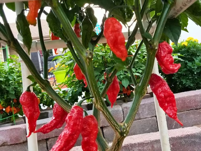 The 6 hottest chillies in the world, which you should be afraid to touch, grow only in India.