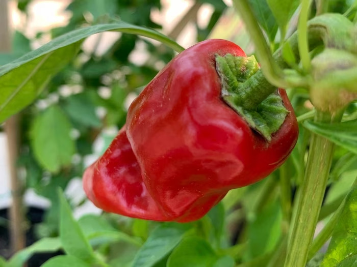 The 6 hottest chillies in the world, which you should be afraid to touch, grow only in India.