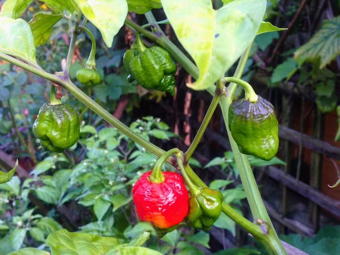 The 6 hottest chillies in the world, which you should be afraid to touch, grow only in India.