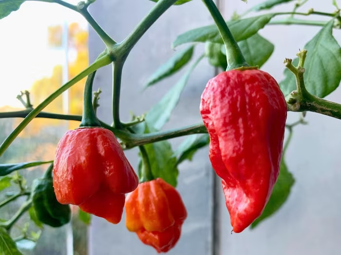 The 6 hottest chillies in the world, which you should be afraid to touch, grow only in India.