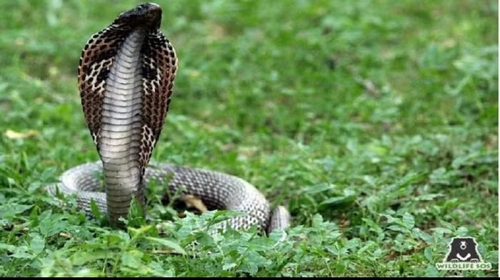 Not a single snake is found in this country, the reason behind it is very interesting, you will be surprised to know