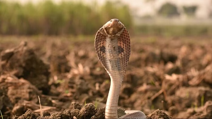 Not a single snake is found in this country, the reason behind it is very interesting, you will be surprised to know