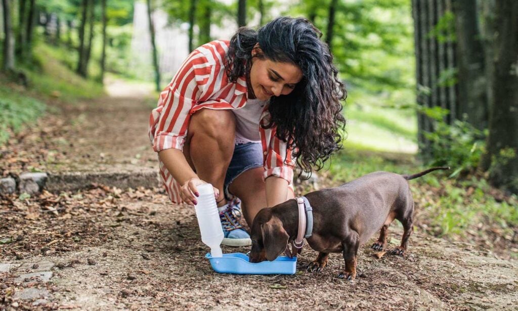 Monsoon Travel Tips: If you are planning to travel with your pet in the rain, then keep these things in mind