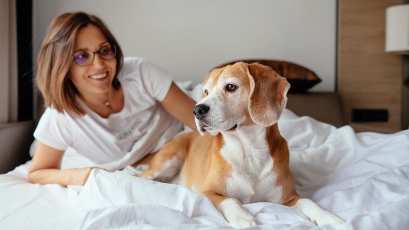 Monsoon Travel Tips: If you are planning to travel with your pet in the rain, then keep these things in mind