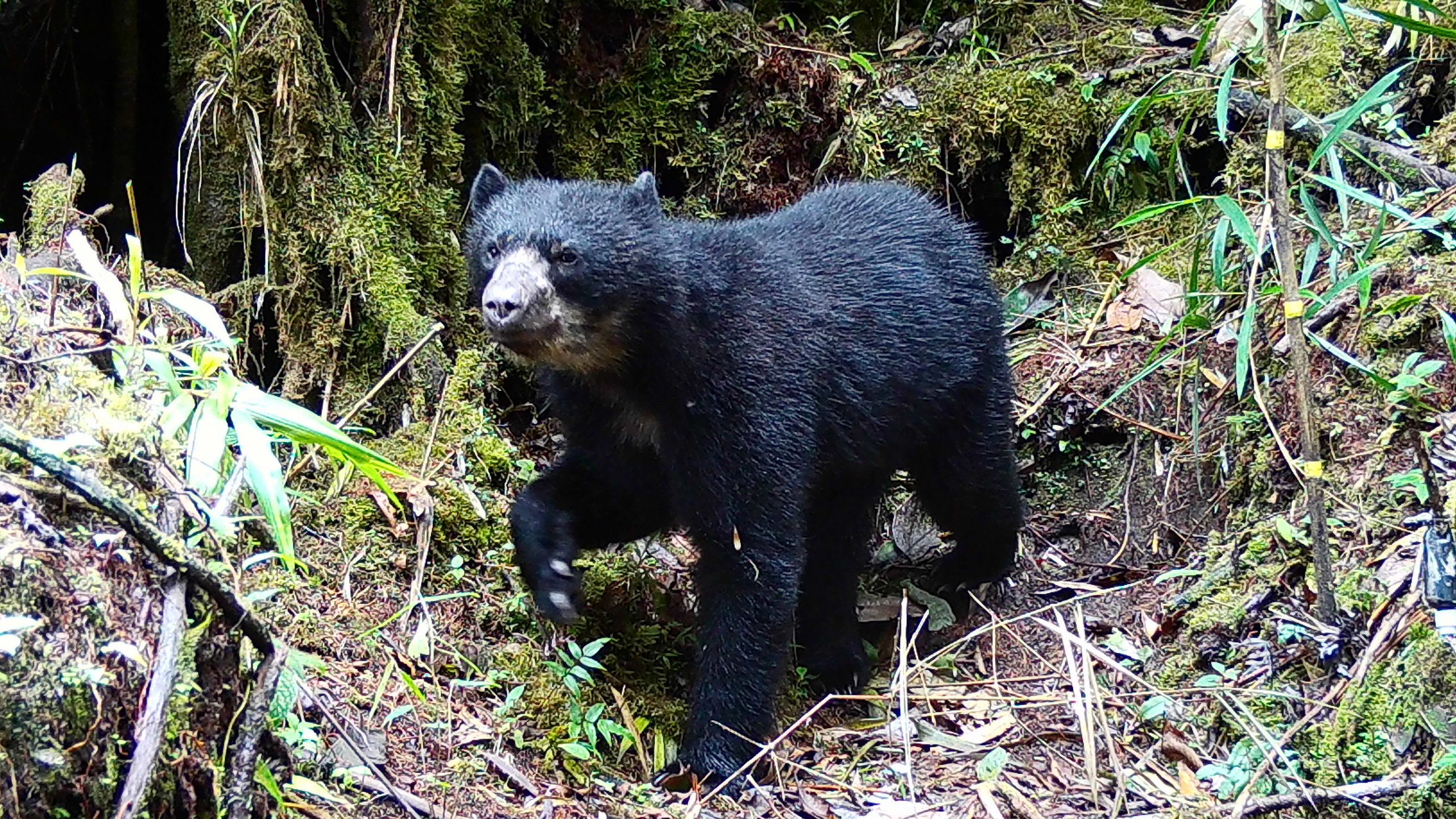 How bears “make” a forest (commentary)