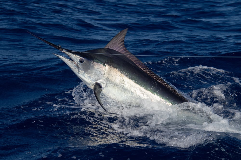 Black Marlin Facts & Information Guide - American Oceans