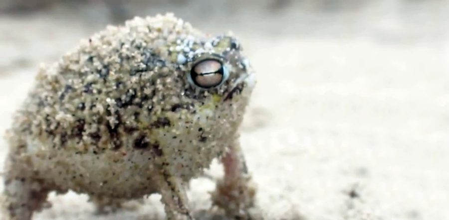 The Desert Rain Frog | Critter Science