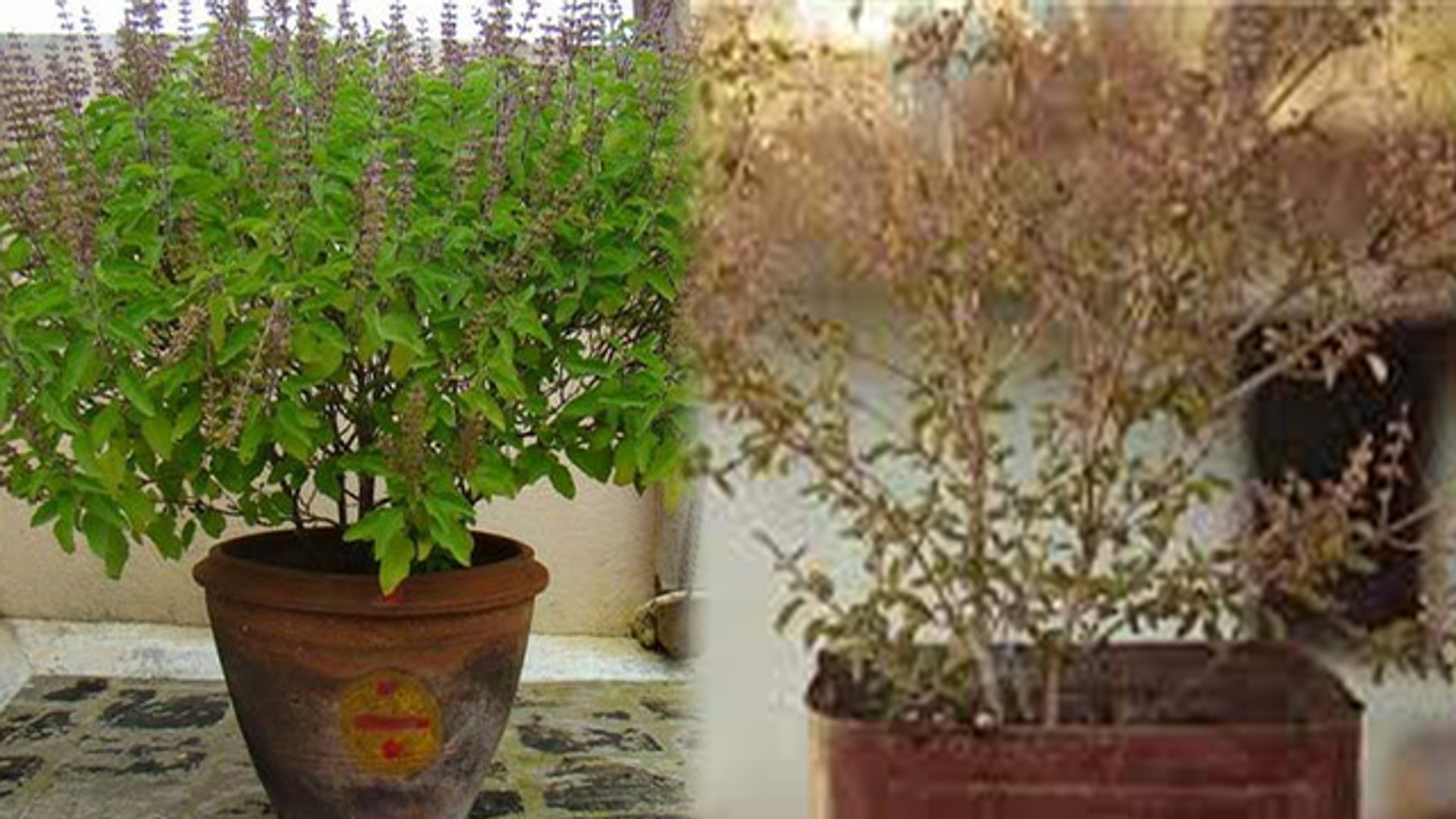 Lord Vishnu will be pleased with the dry leaves of Tulsi, Goddess Lakshmi's grace will remain, do this special remedy.