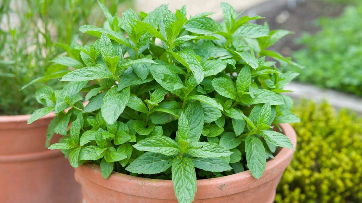 Plant these 5 plants in the kitchen garden, they will be very useful in cooking