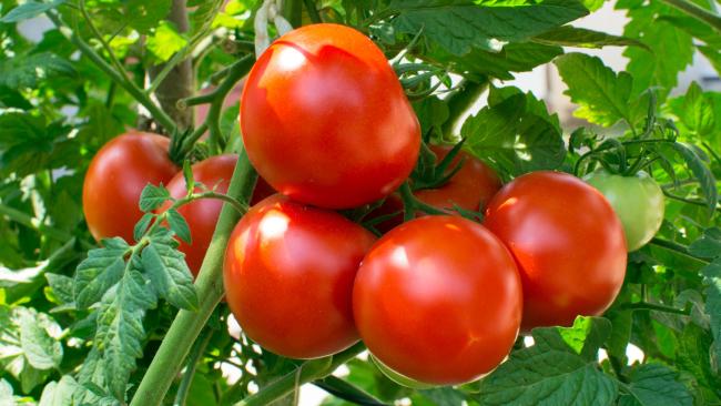 Plant these 5 plants in the kitchen garden, they will be very useful in cooking